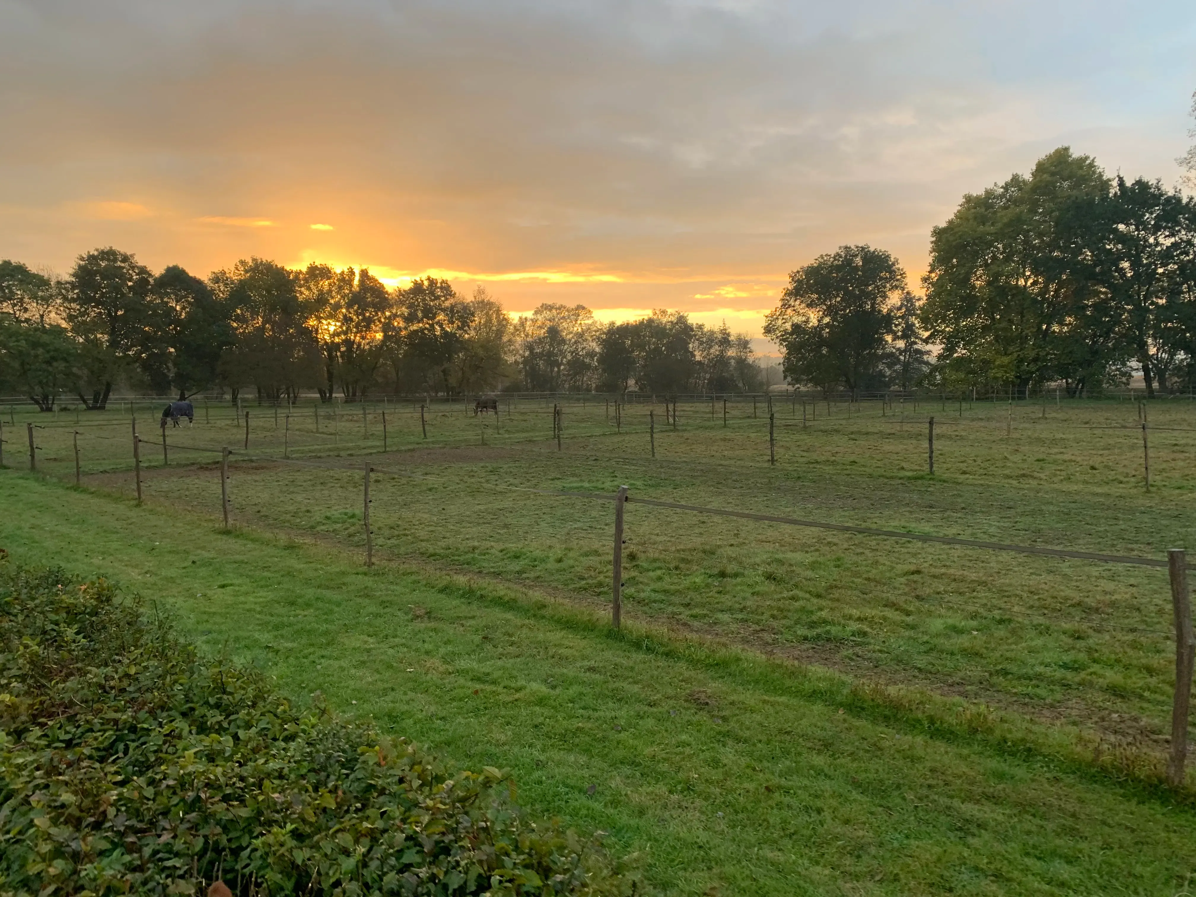 Cheval au paddock dans les installations de l'Écurie de l'Arquebuse à proxinité de Vonnas
