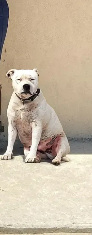 Rome le chien de Thoissey