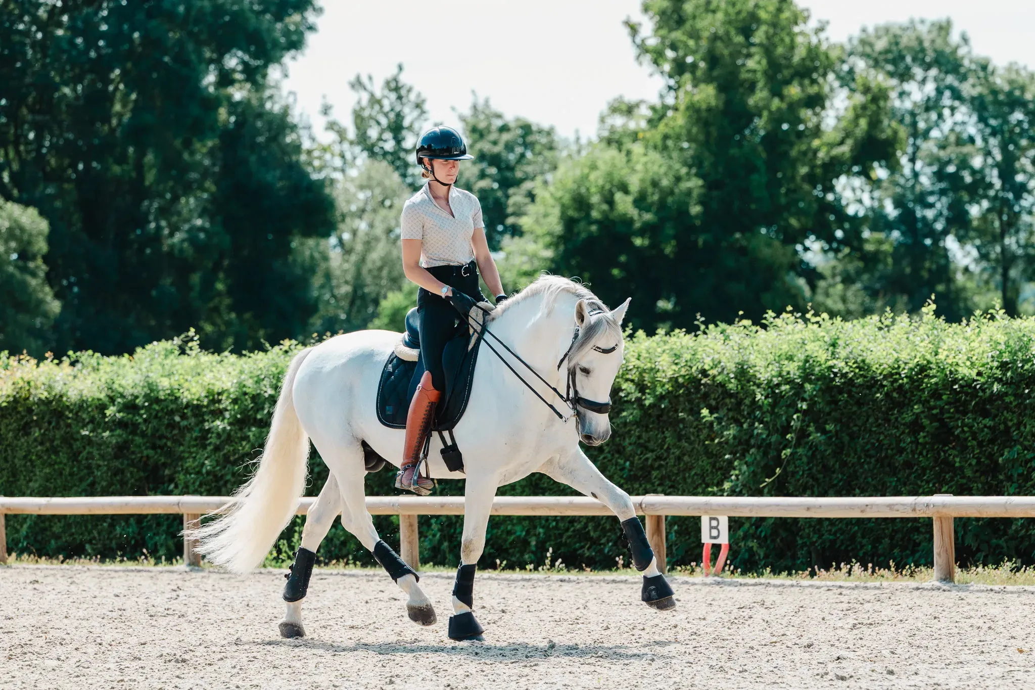 Cheval Ottonio en programme de valorisation à l'Écurie de l'Arquebuse